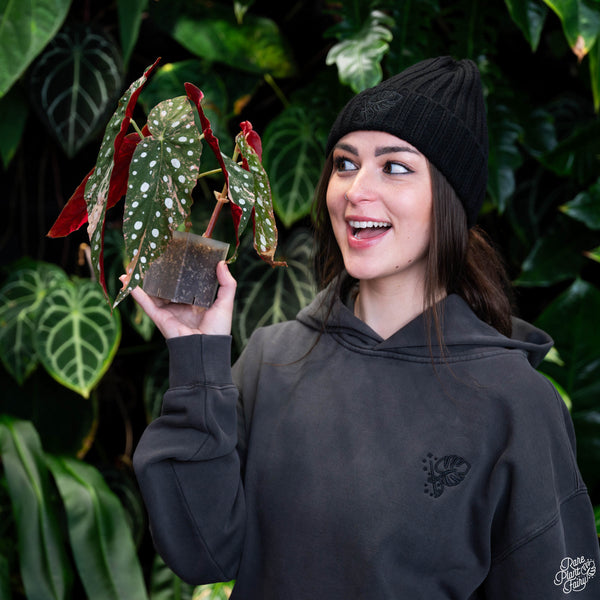 Rare Plant Fairy ® Sustainable Hoodie In Faded Black