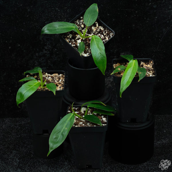 Philodendron Patriciae *Grower's Choice*