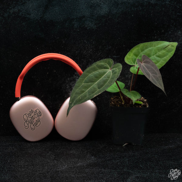 Anthurium DocBlock Lynette '18' x Dark & Handsome '9' by DocBlock® *Grower's Choice*