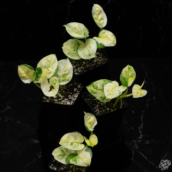 Epipremnum aureum 'Japanese Global' *Grower's choice*