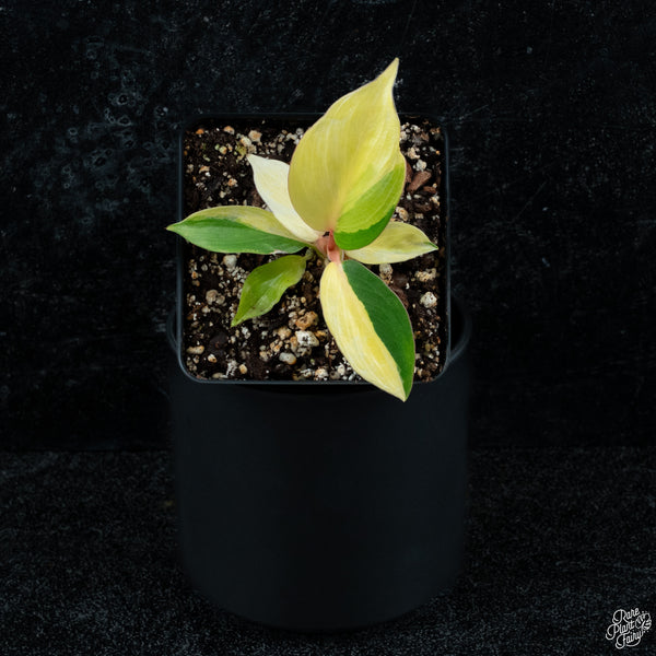 Philodendron 'Jungle Fever' variegated *Grower's choice*