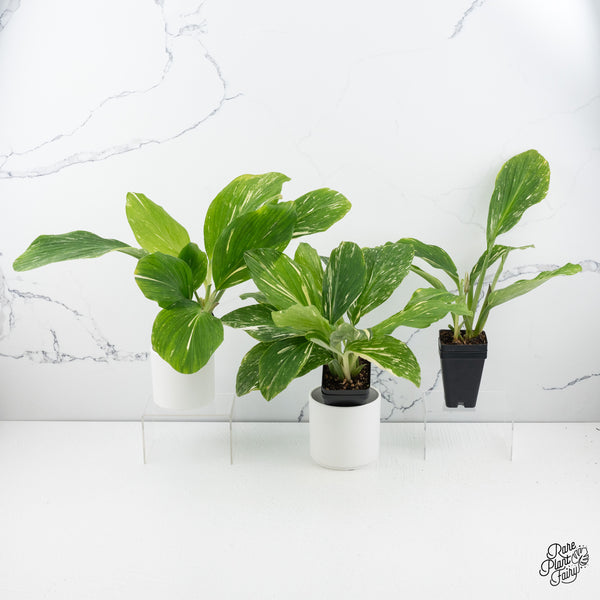 Kaempferia sp. 'Zebra' Variegated Ginger *Grower's Choice*