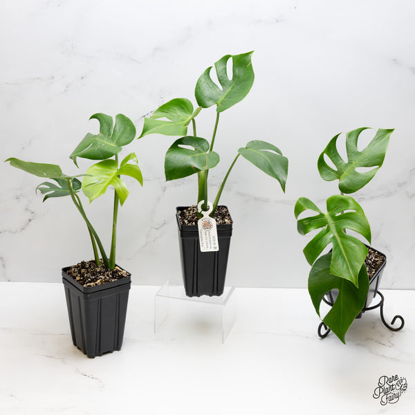 Monstera Deliciosa 'Compacta' with Kunzo Tags *Grower's choice*