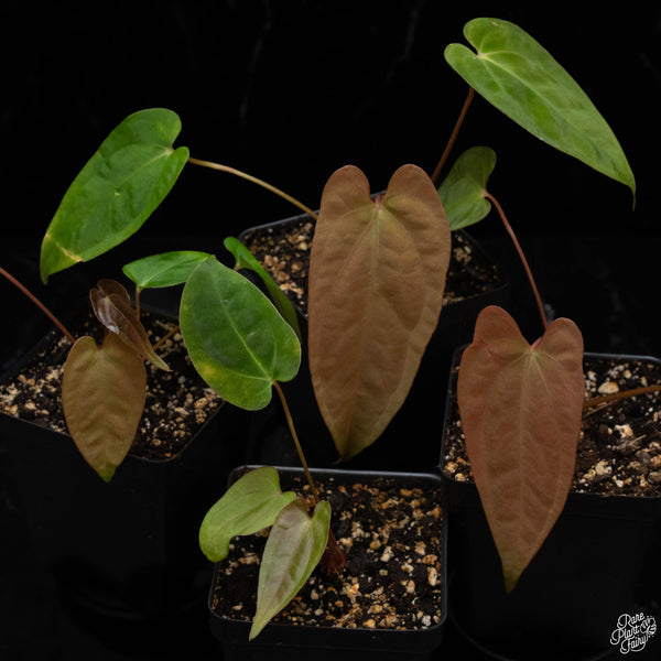 Anthurium papillilaminum Pure Papi (long x long bullet) *Grower's choice*