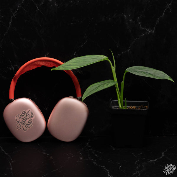 Monstera Obliqua 'Columbia' *Grower's Choice*