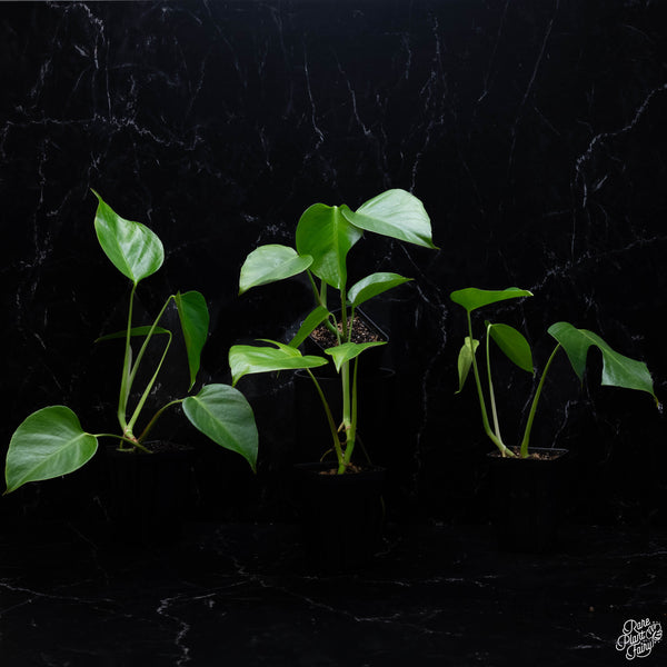 Monstera Deliciosa var. Sierrana *Mexican Clone* *Grower's Choice*