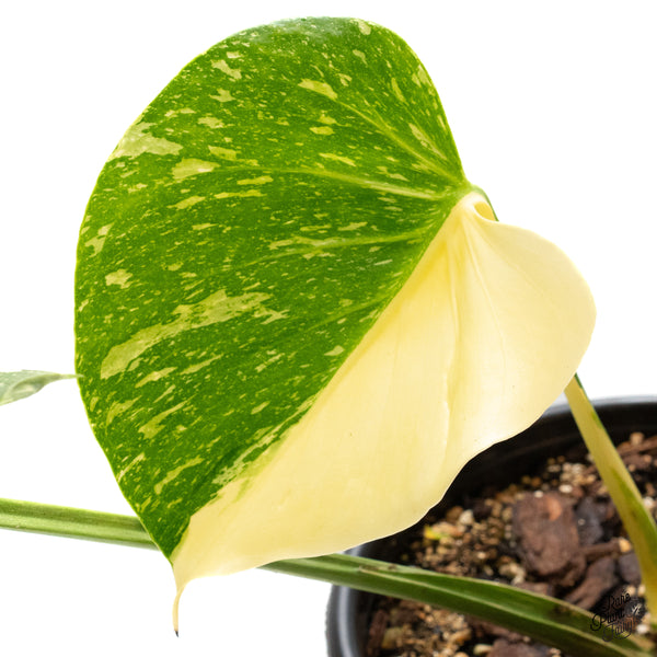 Monstera Deliciosa 'Medusa' (wk46-M)