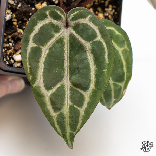 Anthurium Michelle Hot Pink '23' x Zara '14' by DocBlock® (wk51-O) *Purple Veins*