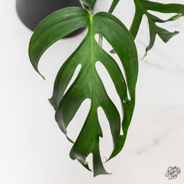 Monstera 'Croatii' (wk52-A)