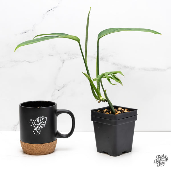 Monstera 'Croatii' (wk6-G)