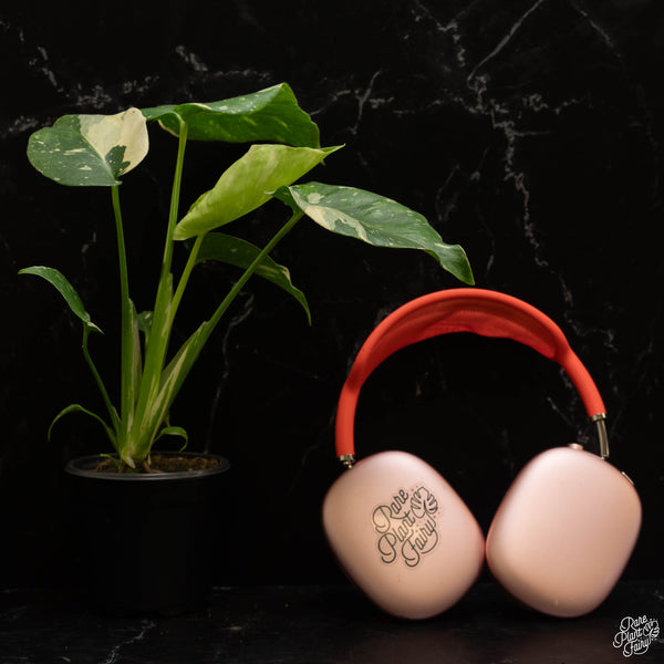 Monstera Deliciosa 'Thai Constellation' Tricolor *Grower's Choice*