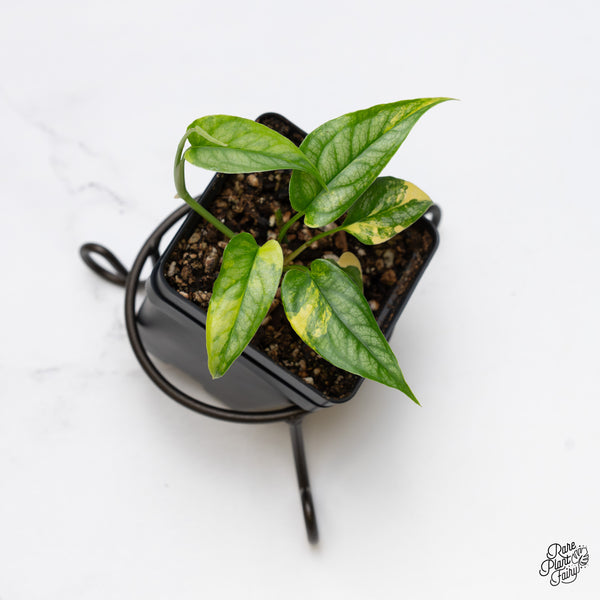 Monstera Siltepecana Aurea Variegated (wk52-B)