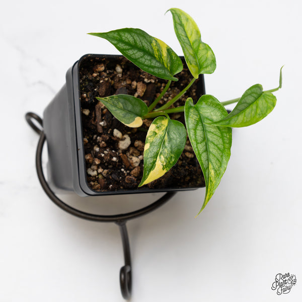 Monstera Siltepecana Aurea Variegated (wk52-B)