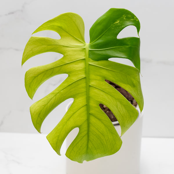 Monstera 'Blue Mint' (wk6-UP)