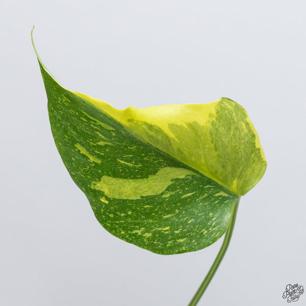Monstera Deliciosa 'Electrolyte' (wk33-I)