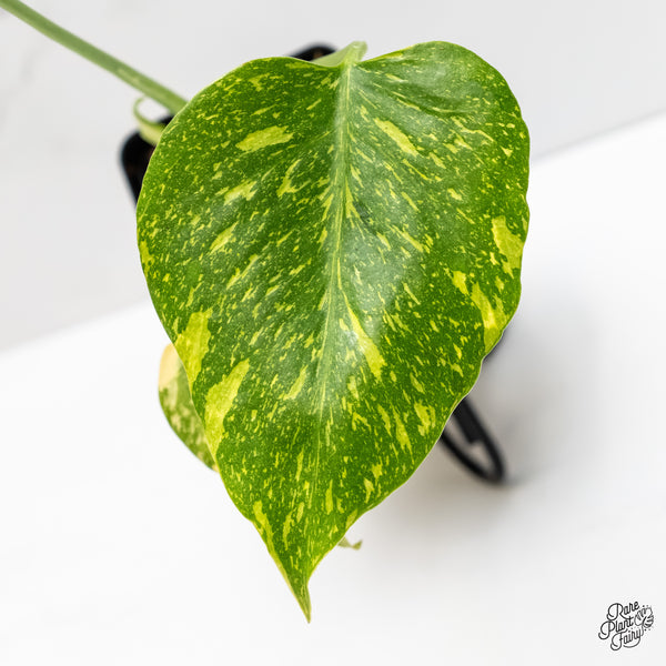 Monstera Deliciosa 'Electrolyte' (wk5-UF)