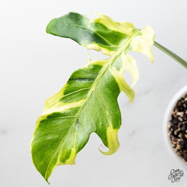 Monstera 'Flamicito' (wk51-UO)