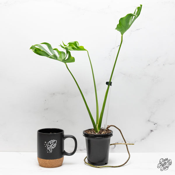 Monstera Deliciosa 'Unniae' (wk48-UR)