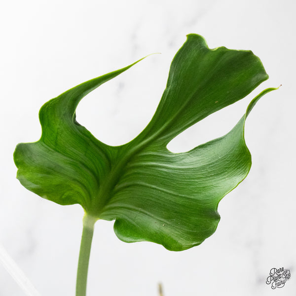 Monstera Deliciosa 'Unniae' (wk48-UR)