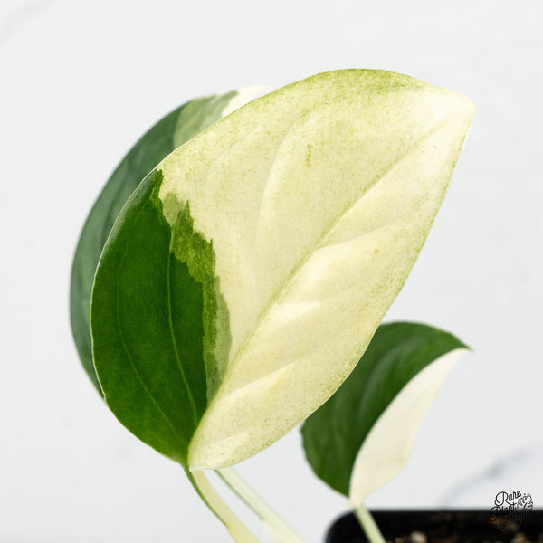 Monstera 'Acacoyaguensis' Albo Variegated *Sectoral* (wk48-D)