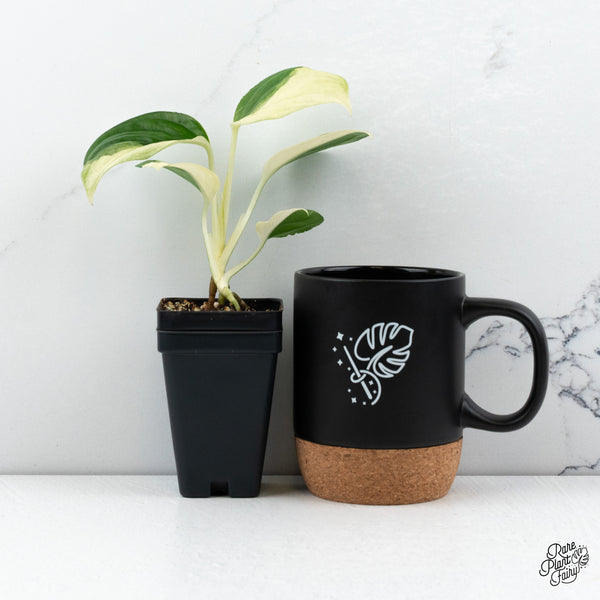 Monstera 'Acacoyaguensis' Albo Variegated *Sectoral* (wk48-D)