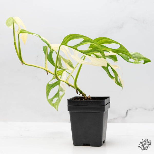 Monstera Adansonii Albo Variegated (Large Form/Indo Form) (wk45-I)
