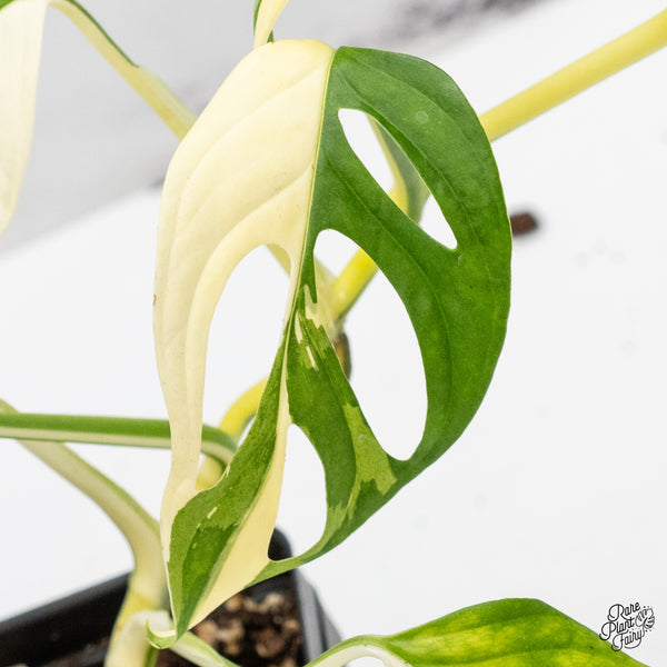 Monstera Adansonii Albo Variegated (Large Form/Indo Form) (wk45-I)