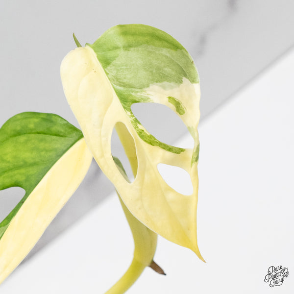 Monstera Adansonii Albo Variegated (Large Form/Indo Form) (wk45-I)