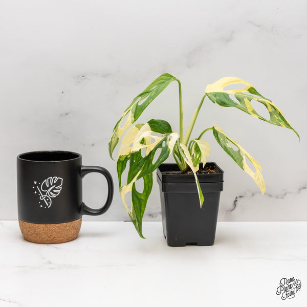 Monstera Adansonii Albo Variegated (Large Form/Indo Form) (wk47-B)