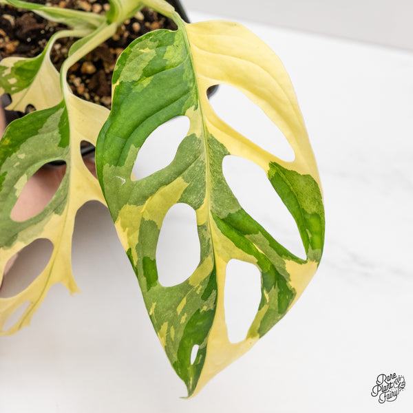 Monstera Adansonii Albo Variegated (Large Form/Indo Form) (wk47-B)