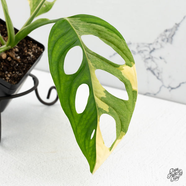 Monstera Adansonii Albo Variegated (Large Form) (wk48-E)