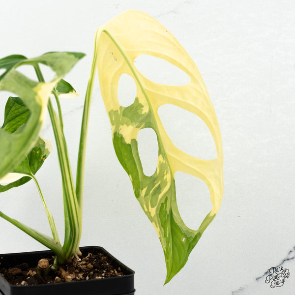 Monstera Adansonii Albo Variegated (Large Form) (wk48-E)