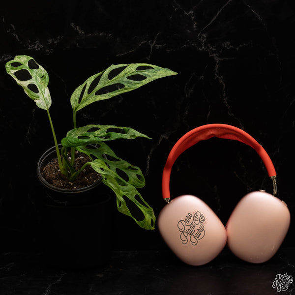 Monstera Adansonii Mint Variegated (Indo Form) *Grower's Choice*