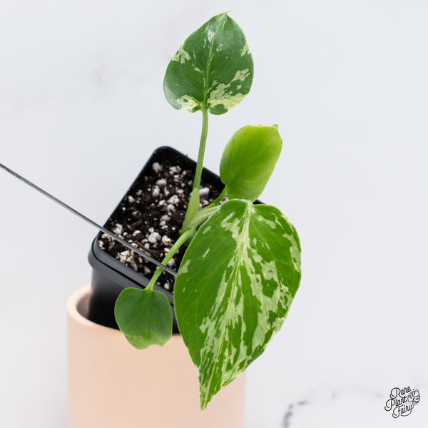 Monstera deliciosa 'Bulbasaur' (Pre-order Late Jan/Early Feb)