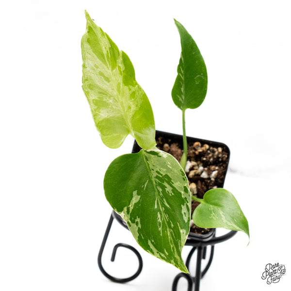 Monstera deliciosa 'Bulbasaur' (Pre-order Late Jan/Early Feb)