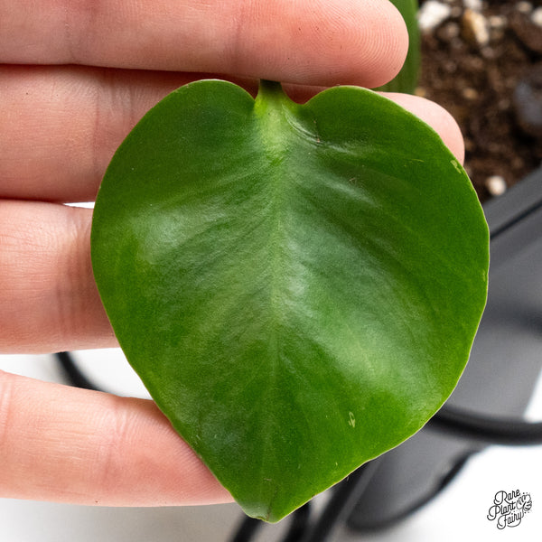 Monstera Deliciosa 'Bulbasaur' (wk45-AB)
