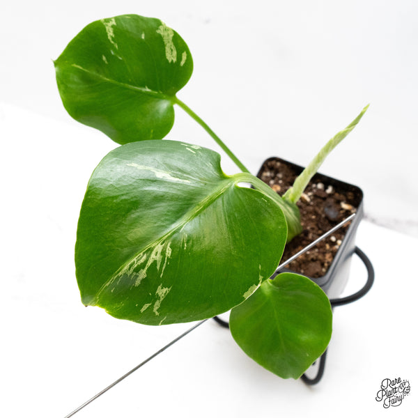 Monstera Deliciosa 'Bulbasaur' (wk45-AB)