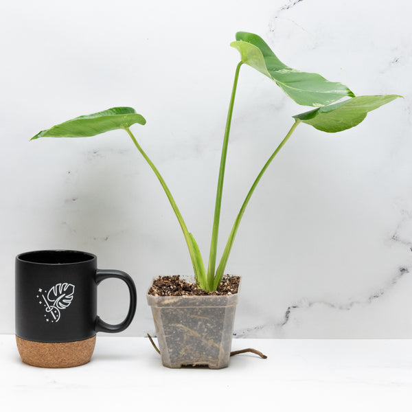 Monstera Deliciosa 'Bulbasaur' (wk48-UN)