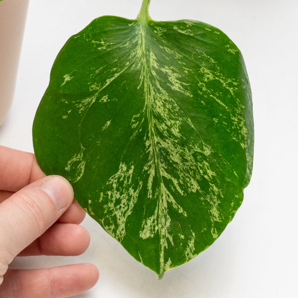 Monstera Deliciosa 'Bulbasaur' (wk48-UN)