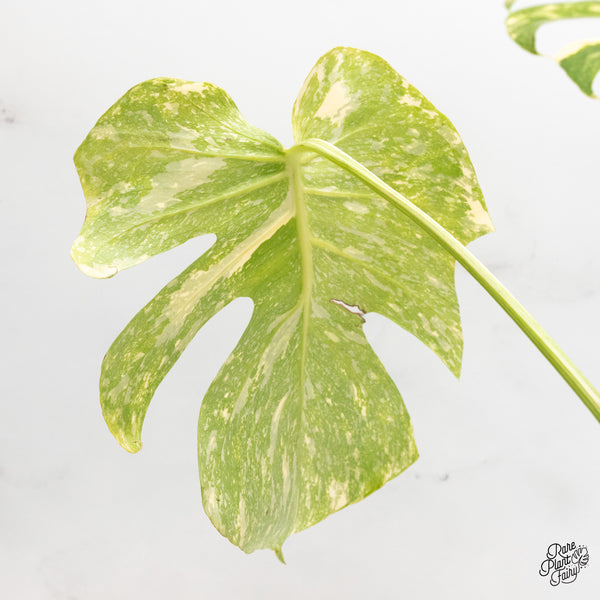 Monstera Deliciosa 'Creme Brûlée' (wk46-F)