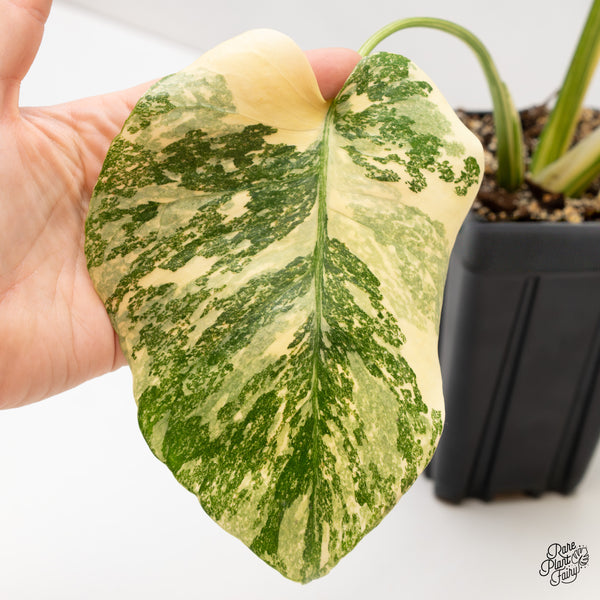 Monstera Deliciosa 'Creme Brûlée' (wk47-UF)