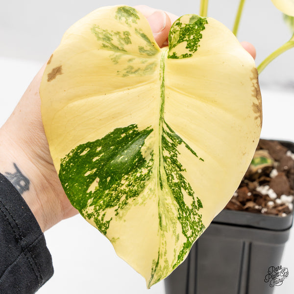 Monstera Deliciosa 'Creme Brûlée' (wk50-D)