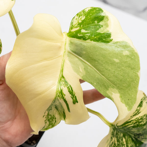 Monstera Deliciosa 'Creme Brûlée' (wk50-D)