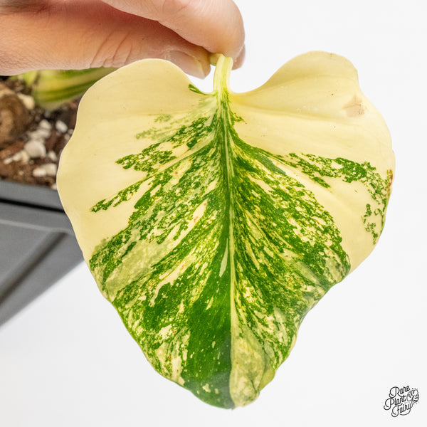 Monstera Deliciosa 'Creme Brûlée' (wk50-D)