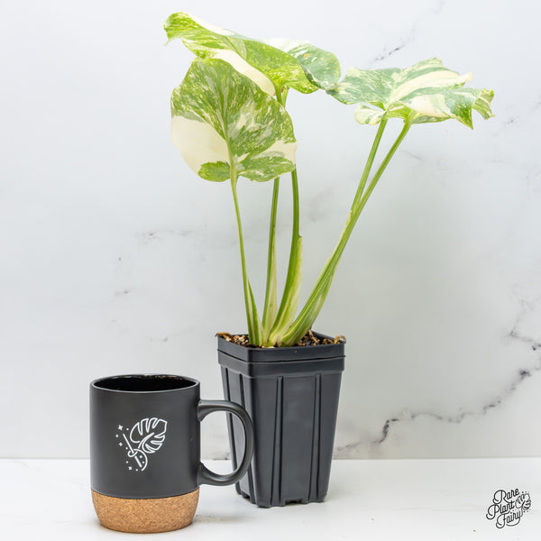 Monstera Deliciosa 'Creme Brûlée' (wk51-B)