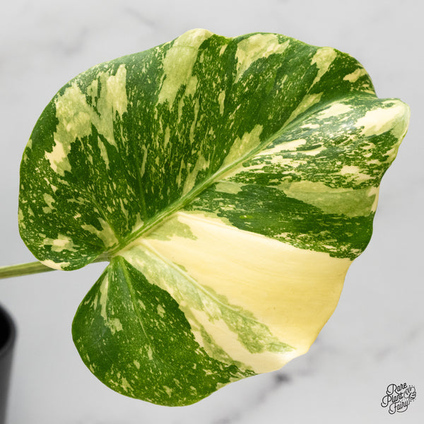 Monstera Deliciosa 'Creme Brûlée' (wk51-B)