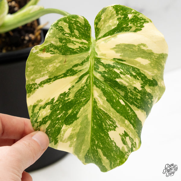 Monstera Deliciosa 'Creme Brûlée' (wk51-B)