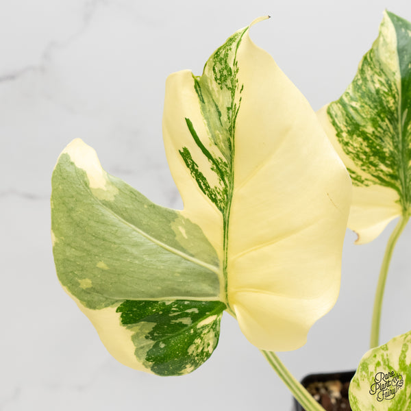 Monstera Deliciosa 'Creme Brûlée' (wk6-UL)