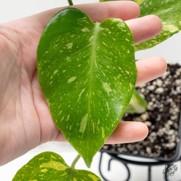 Monstera Deliciosa 'Electrolyte' (wk45-F)