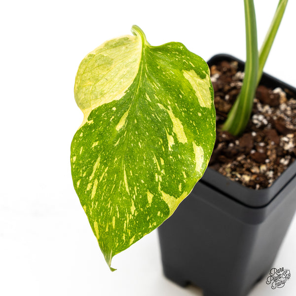 Monstera Deliciosa 'Electrolyte' (wk46-AB)